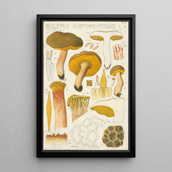 Boletus subtomentosus L - Hans Baldung — quadro incorniciato alla parete
