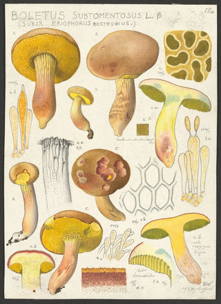 Hans Walty - Boletus subtomentosus L Subsp eriophorus Rostkowius.webp