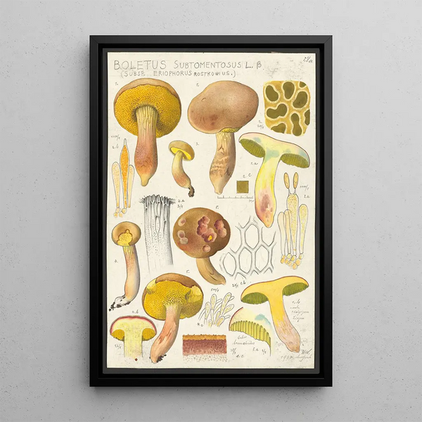 Boletus subtomentosus L Subsp eriophorus Rostkowius - Hans Baldung — quadro incorniciato alla parete