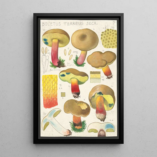 Boletus terreus Secr - Hans Baldung — quadro incorniciato alla parete