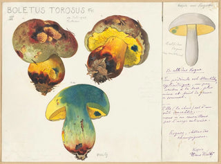 Hans Walty - Boletus torosus.webp