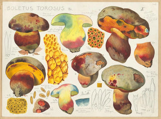 Boletus torosus - Hans Baldung — vista dell’opera