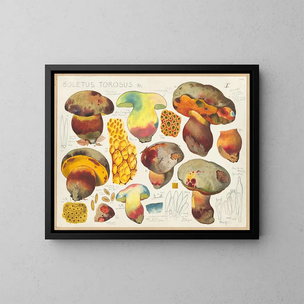 Boletus torosus - Hans Baldung — quadro incorniciato alla parete