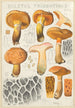 Boletus tridentinus - Hans Baldung — vista dell’opera