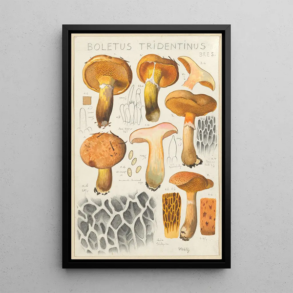 Boletus tridentinus - Hans Baldung — quadro incorniciato alla parete