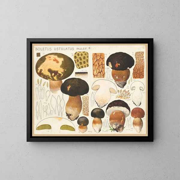 Boletus ustulatus - Hans Baldung — quadro incorniciato alla parete