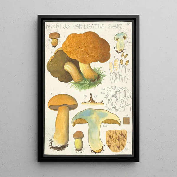 Boletus variegatus Swarz - Hans Baldung — quadro incorniciato alla parete