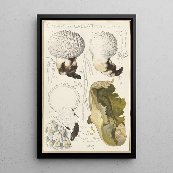 Calvatia caelata - Hans Baldung — quadro incorniciato alla parete