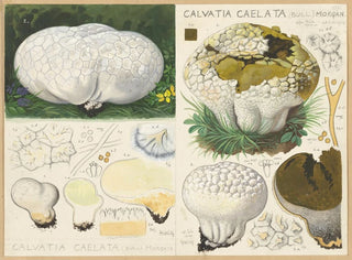 Hans Walty - Calvatia caelata Bull Morgan.webp