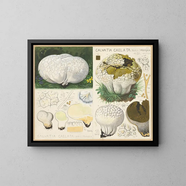 Calvatia caelata - Hans Baldung — quadro incorniciato alla parete