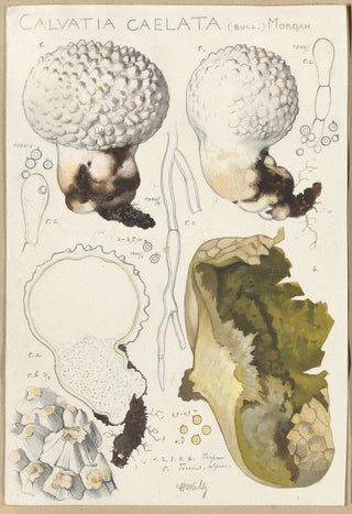 Hans Walty - Calvatia caelata.webp