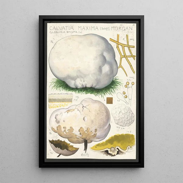 Calvatia maxima Schff Morgan Globaria bovista L - Hans Baldung — quadro incorniciato alla parete