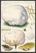 Calvatia maxima Schff Morgan Globaria bovista L - Hans Baldung — vista dell’opera