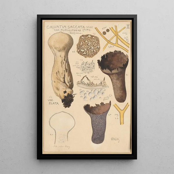 Calvatia saccata - Hans Baldung — quadro incorniciato alla parete