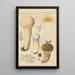 Calvatia saccata var Pistilliformis - Hans Baldung — quadro incorniciato alla parete