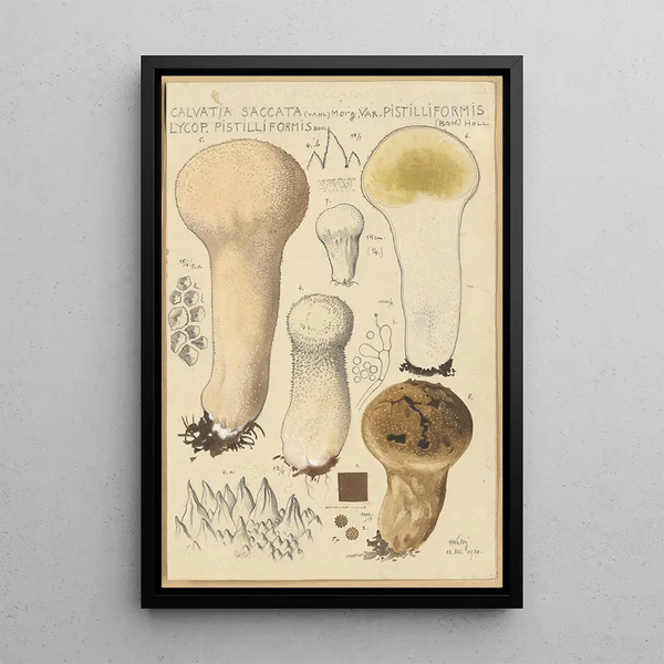 Calvatia saccata var Pistilliformis - Hans Baldung — quadro incorniciato alla parete