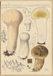 Calvatia saccata var Pistilliformis - Hans Baldung — vista dell’opera