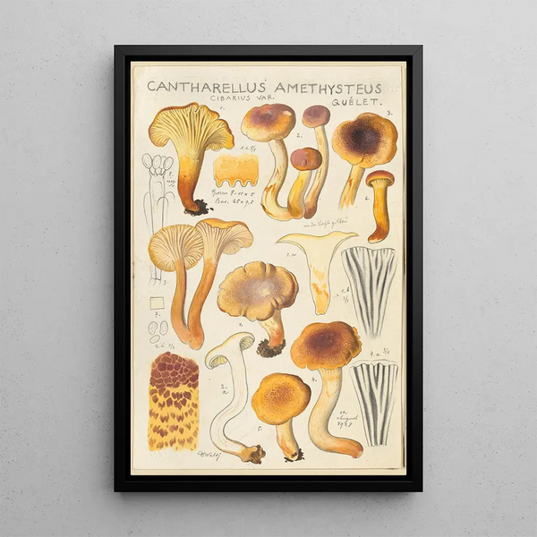 Cantharellus amethysteus - Hans Baldung — quadro incorniciato alla parete