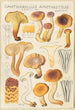 Cantharellus amethysteus - Hans Baldung — vista dell’opera