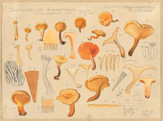 Chanterelle orangée - Hans Baldung — vista dell’opera