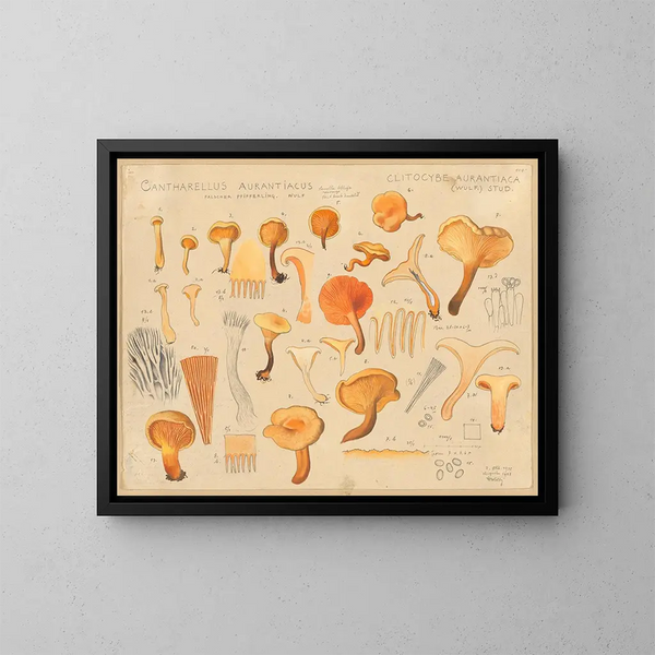Chanterelle orangée - Hans Baldung — quadro incorniciato alla parete