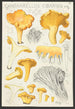 Cantharellus cibarius Fr - Hans Baldung — vista dell’opera