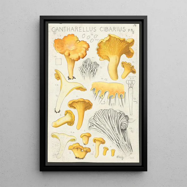 Cantharellus cibarius Fr - Hans Baldung — quadro incorniciato alla parete