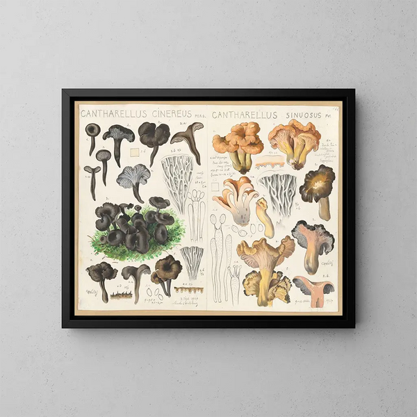 Chanterelle cendrée Chanterelle sinuosa - Hans Baldung — quadro incorniciato alla parete