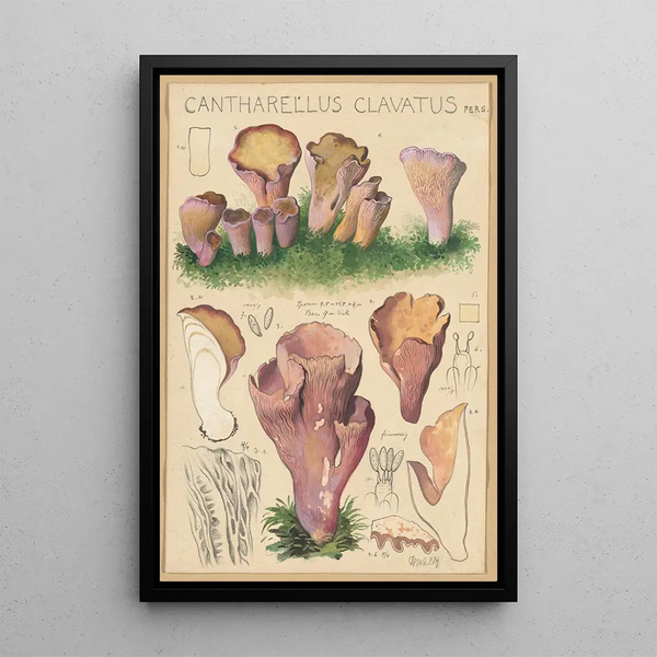 Cantharellus clavatus Pers - Hans Baldung — quadro incorniciato alla parete