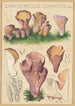 Cantharellus clavatus Pers - Hans Baldung — vista dell’opera