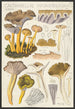 Cantharellus infundibuliformis Scop - Hans Baldung — vista dell’opera