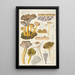 Cantharellus infundibuliformis Scop - Hans Baldung — quadro incorniciato alla parete