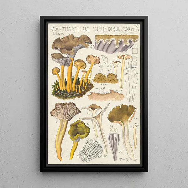 Cantharellus infundibuliformis Scop - Hans Baldung — quadro incorniciato alla parete