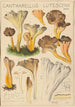 Cantharellus lutescens - Hans Baldung — vista dell’opera