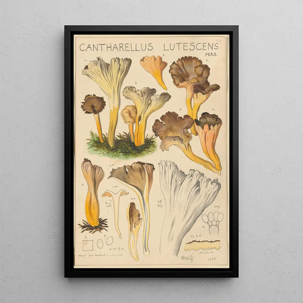 Cantharellus lutescens - Hans Baldung — quadro incorniciato alla parete