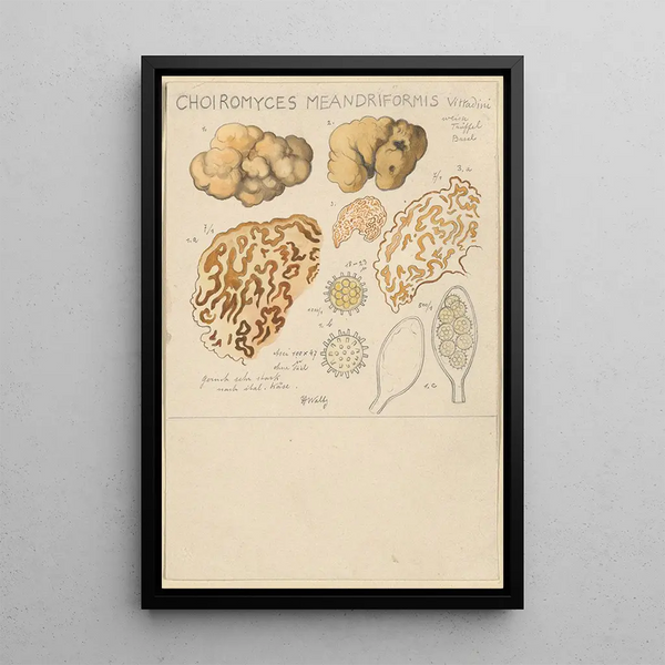 Choiromyces meandriformis - Hans Baldung — quadro incorniciato alla parete