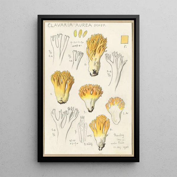 Clavaria aurea Schff - Hans Baldung — quadro incorniciato alla parete