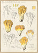 Clavaria aurea Schff - Hans Baldung — vista dell’opera