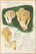 Clavaria flava - Hans Baldung — vista dell’opera