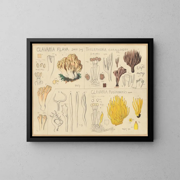 Clavaria gialla, Thélephore coralloide, Clavaria fusiforme - Hans Baldung — quadro incorniciato alla parete
