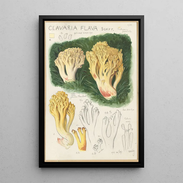 Clavaria flava - Hans Baldung — quadro incorniciato alla parete