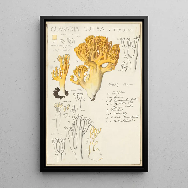 Clavaria lutea - Hans Baldung — quadro incorniciato alla parete