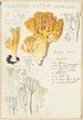 Clavaria lutea - Hans Baldung — vista dell’opera