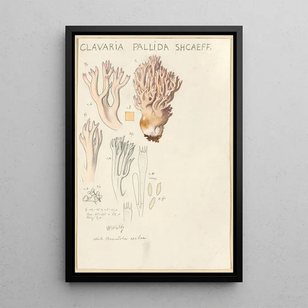 Clavaria pallida Shcaeff - Hans Baldung — quadro incorniciato alla parete