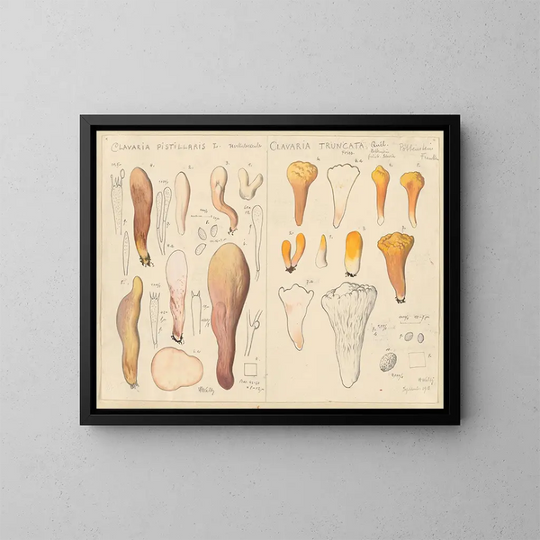 Clavaria pistillaris e Clavaria truncata - Hans Baldung — quadro incorniciato alla parete