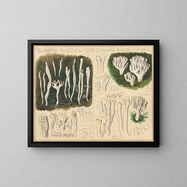 Clavaria rugosa e Clavaria kunzei - Hans Baldung — quadro incorniciato alla parete