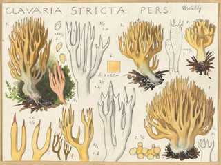 Hans Walty - Clavaria stricta.webp