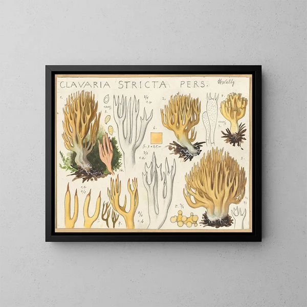 Clavaria stricte - Hans Baldung — quadro incorniciato alla parete