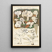 Clitocybe dealbata - Hans Baldung — quadro incorniciato alla parete