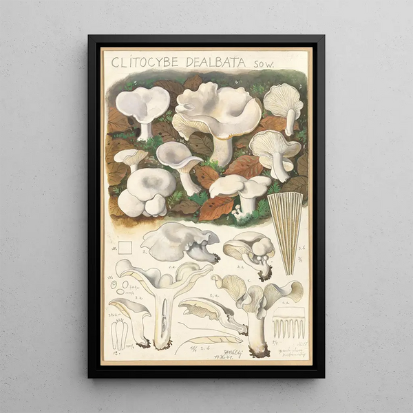 Clitocybe dealbata - Hans Baldung — quadro incorniciato alla parete